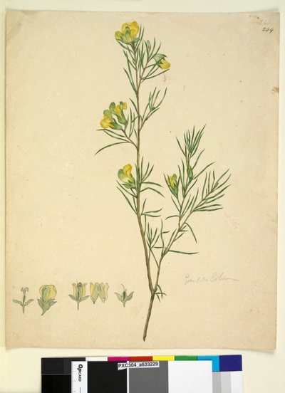 الصفحة 244. Gompholobium ، c.1803-06 (مرحاض ، قلم حبر وقلم رصاص) بواسطة جون وليام لوين