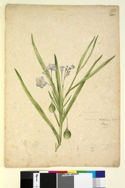 صفحة 245. Solanum vescum، c.1803-06 (مرحاض ، قلم حبر ، قلم رصاص) بواسطة جون وليام لوين