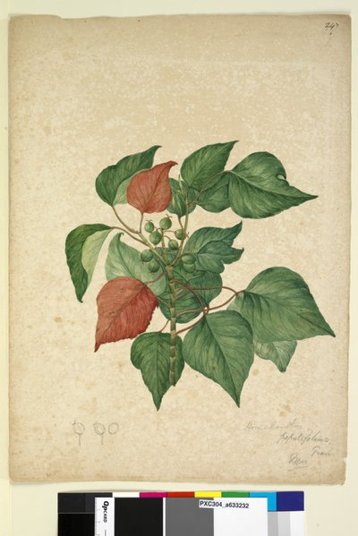 الصفحة 247. Homolanthus populifolius Omalanthus populifolius، c.1803-06 (مرحاض وقلم وحبر وقلم رصاص) بواسطة جون وليام لوين