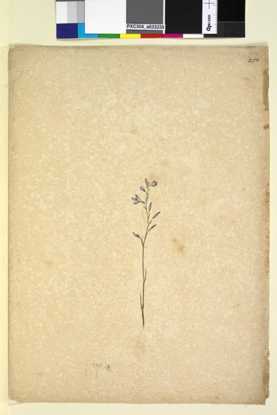 الصفحة 250. نبات غير معروف ، ج 1803-06 (مرحاض ، قلم حبر ، قلم رصاص) بواسطة جون وليام لوين