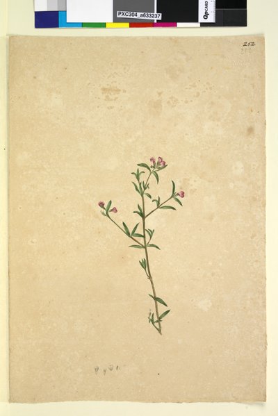 الصفحة 252. نبات غير معروف ، ج 1803-06 (مرحاض ، قلم حبر ، قلم رصاص) بواسطة جون وليام لوين
