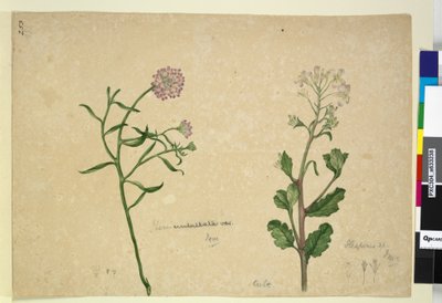 الصفحة 253. Iberis umbellata؛ Hesperis sp. ، c.1803-06 (مرحاض ، قلم حبر ، قلم رصاص) بواسطة جون وليام لوين