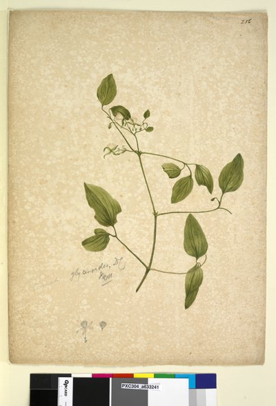 الصفحة 256. Clematis glycinoides، c.1803-06 (مرحاض ، قلم حبر ، قلم رصاص) بواسطة جون وليام لوين