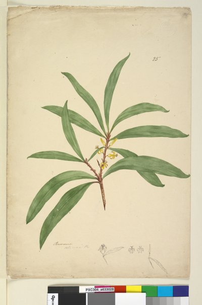 الصفحة 25. Persoonia salicina، c.1803-06 (مرحاض ، قلم حبر ، قلم رصاص) بواسطة جون وليام لوين