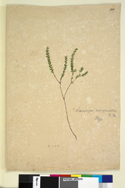 الصفحة 260. مربيات Leucopogon ، c.1803-06 (مرحاض وقلم وحبر وقلم رصاص) بواسطة جون وليام لوين
