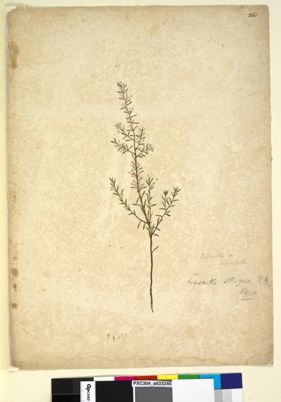 الصفحة 261. Lissanthe strigosa، c.1803-06 (مرحاض ، قلم حبر ، قلم رصاص) بواسطة جون وليام لوين