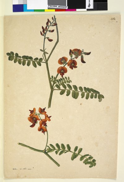الصفحة 262. الموقع: IWL 30 November 1805، c.1803-06 (مرحاض ، قلم حبر ، قلم رصاص) بواسطة جون وليام لوين