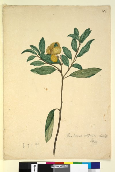 الصفحة 264. Pomaderris elliptica، c.1803-06 (مرحاض ، قلم حبر ، قلم رصاص) بواسطة جون وليام لوين