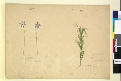 الصفحة 265. Glossodia طفيفة ؛ 266. Ricinocarpus، c.1803-06 (مرحاض ، قلم حبر ، قلم رصاص) بواسطة جون وليام لوين