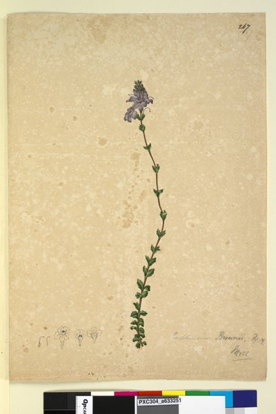 الصفحة 267. Euphrasia brownii ، c.1803-06 (مرحاض ، قلم حبر ، قلم رصاص) بواسطة جون وليام لوين