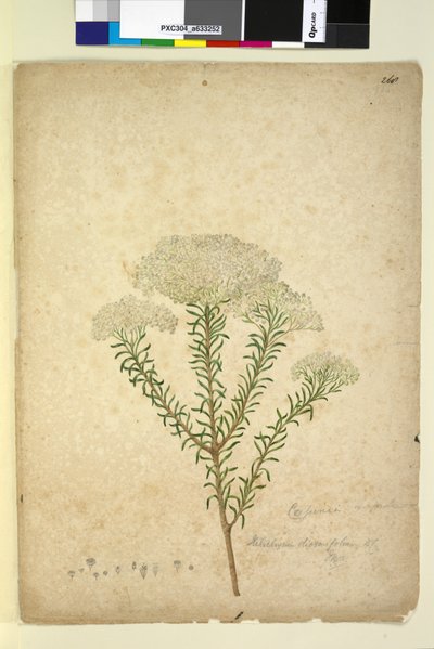 الصفحة 268. Helichrysum diosmifolium Ozothamnus diosmifolius، c.1803-06 (مرحاض ، قلم حبر ، قلم رصاص) بواسطة جون وليام لوين