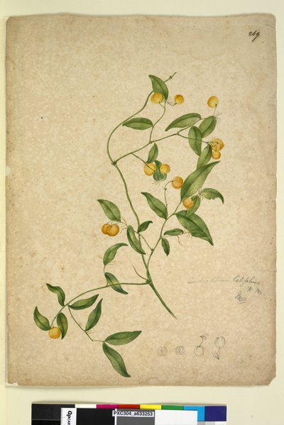الصفحة 269. Eustrephus latifolius، c.1803-06 (مرحاض ، قلم حبر ، قلم رصاص) بواسطة جون وليام لوين