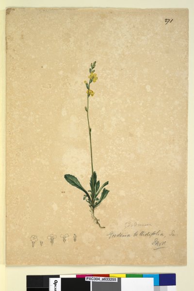 الصفحة 271. Goodenia bellidifolia، c.1803-06 (مرحاض ، قلم حبر ، قلم رصاص) بواسطة جون وليام لوين