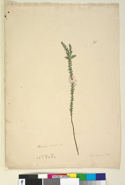 الصفحة 28. Epacris sparsa ، c.1803-06 (مرحاض ، قلم حبر ، قلم رصاص) بواسطة جون وليام لوين