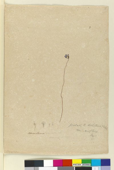 الصفحة 2. Utricularia dichotoma ، c.1803-06 (مرحاض ، قلم حبر ، قلم رصاص) بواسطة جون وليام لوين
