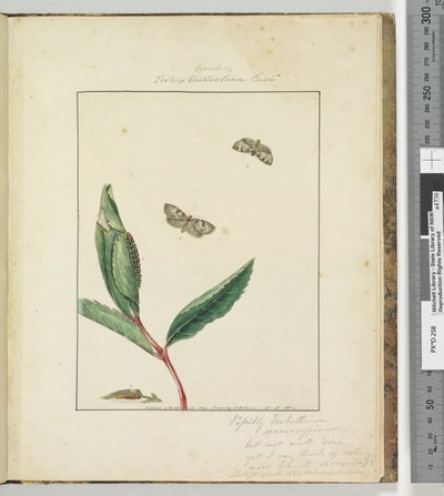 الصفحة 31. اللوحة 8 Ara .. Tortrix Australana Lewin ، 1803-04 (مطبوعات حفر يدوية) بواسطة جون وليام لوين
