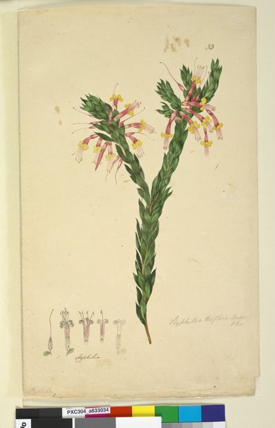 الصفحة 33. Styphelia triflora، c.1803-06 (مرحاض ، قلم حبر ، قلم رصاص) بواسطة جون وليام لوين