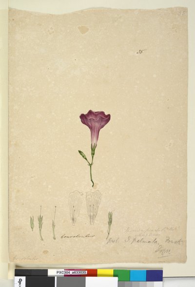 الصفحة 35. Ipomoea palmata، c.1803-06 (مرحاض ، قلم حبر ، قلم رصاص) بواسطة جون وليام لوين