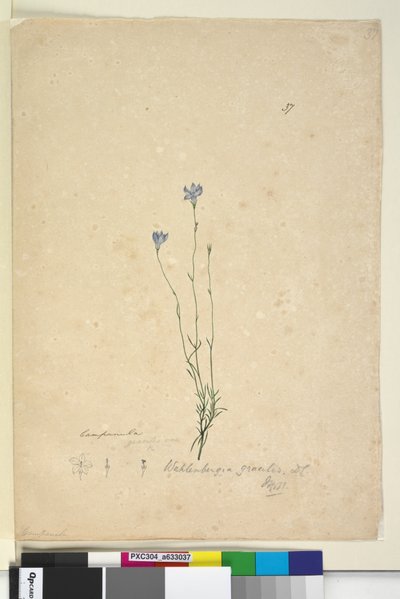 الصفحة 37. Wahlenbergia gracilis، c.1803-06 (مرحاض ، قلم حبر ، قلم رصاص) بواسطة جون وليام لوين