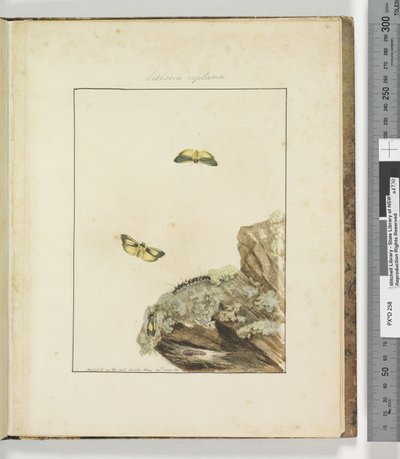 الصفحة 39. اللوحة 10 Lithosa Replana، 1803-04 (مطبوعات حفر يدوية) بواسطة جون وليام لوين