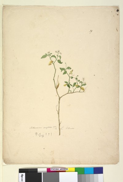 الصفحة 39. Solanum nigrum ، c.1803-06 (مرحاض ، قلم حبر ، قلم رصاص) بواسطة جون وليام لوين