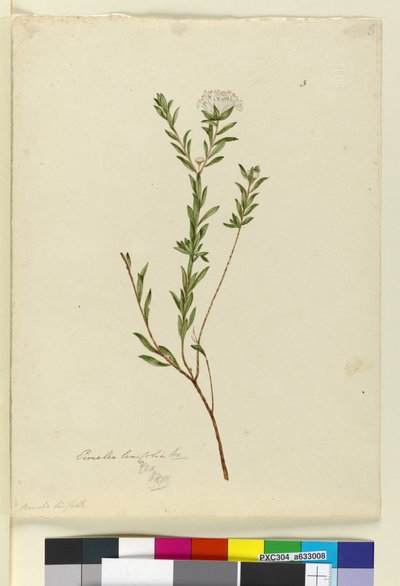 الصفحة 3. Pimelea linifolia ، c.1803-06 (مرحاض ، قلم حبر ، قلم رصاص) بواسطة جون وليام لوين