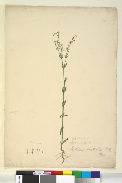 الصفحة 40. Erythraea australis، c.1803-06 (مرحاض ، قلم حبر ، قلم رصاص) بواسطة جون وليام لوين