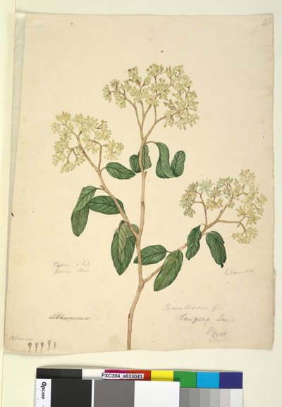 الصفحة 41. Pomaderris lanigera ، c.1803-06 (مرحاض ، قلم حبر ، قلم رصاص) بواسطة جون وليام لوين