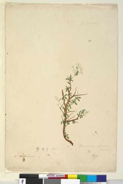 الصفحة 42. Bursaria spinosa، c.1803-06 (مرحاض ، قلم حبر ، قلم رصاص) بواسطة جون وليام لوين