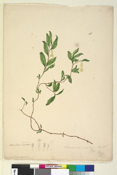 صفحة 43. Billardiera scandens ، c.1803-06 (مرحاض ، قلم حبر ، قلم رصاص) بواسطة جون وليام لوين