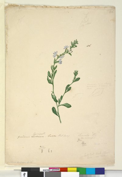 الصفحة 46. Goodenia laevigata ، c.1803-06 (مرحاض ، قلم حبر ، قلم رصاص) بواسطة جون وليام لوين
