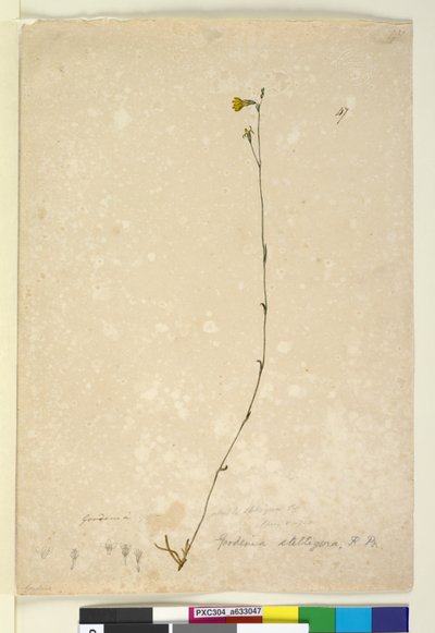 الصفحة 47. Goodenia stelligera ، c.1803-06 (مرحاض ، قلم حبر ، قلم رصاص) بواسطة جون وليام لوين