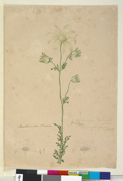 الصفحة 48. Actinotus Helianthi ، c.1803-06 (مرحاض ، قلم حبر ، قلم رصاص) بواسطة جون وليام لوين