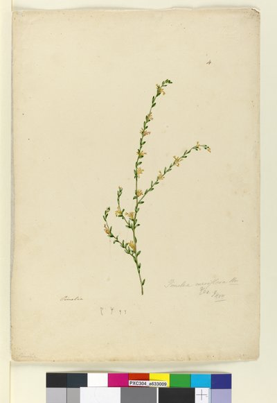 الصفحة 4. Pimelea curviflora ، c.1803-06 (مرحاض ، قلم حبر ، قلم رصاص) بواسطة جون وليام لوين