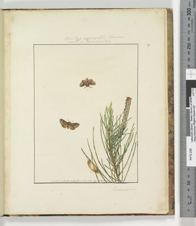 الصفحة 51. اللوحة 13 Bombyx Exposita Lewin المتحالفة مع ... ، 1803-04 (مطبوعات النقش الملونة) بواسطة جون وليام لوين