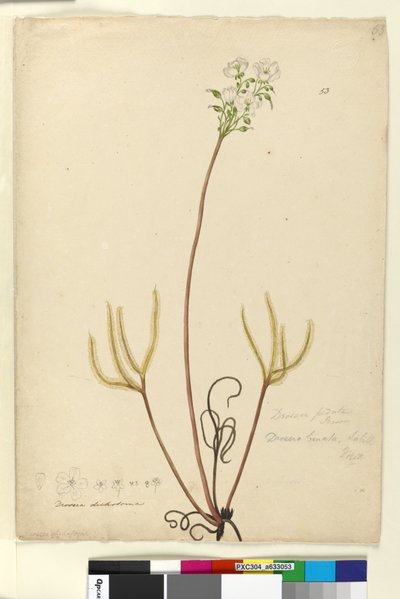 الصفحة 53. Drosera binata ، c.1803-06 (مرحاض ، قلم حبر ، قلم رصاص) بواسطة جون وليام لوين