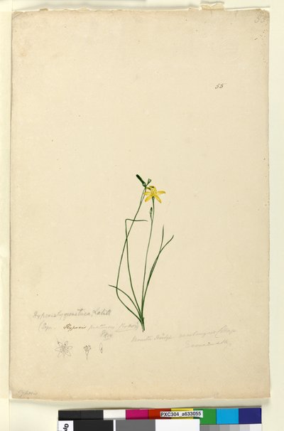 الصفحة 55. Hypoxis hygrometrica ، c.1803-06 (مرحاض ، قلم حبر ، قلم رصاص) بواسطة جون وليام لوين