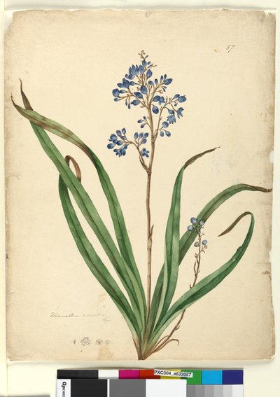 الصفحة 57. Dianella caerulea، c.1803-06 (مرحاض ، قلم حبر ، قلم رصاص) بواسطة جون وليام لوين