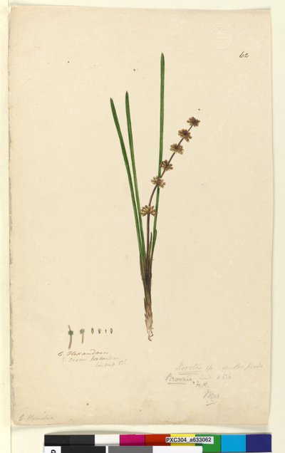 الصفحة 62. Xerotes Lomandra multiflora، c.1803-06 (مرحاض ، قلم حبر ، قلم رصاص) بواسطة جون وليام لوين