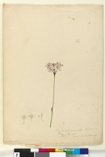 الصفحة 63. Burchardia umbellata ، c.1803-06 (مرحاض ، قلم حبر ، قلم رصاص) بواسطة جون وليام لوين