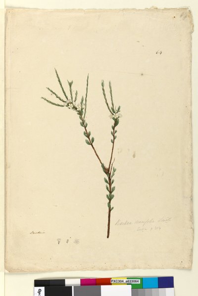 الصفحة 64. Baeckea densifolia ، c.1803-06 (مرحاض ، قلم حبر ، قلم رصاص) بواسطة جون وليام لوين