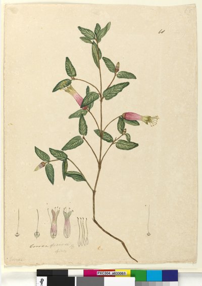 الصفحة 68. Correa speciosa، c.1803-06 (مرحاض ، قلم حبر ، قلم رصاص) بواسطة جون وليام لوين