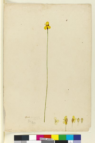 الصفحة 6. Xyris operculata ، c.1803-06 (مرحاض ، قلم حبر ، قلم رصاص) بواسطة جون وليام لوين