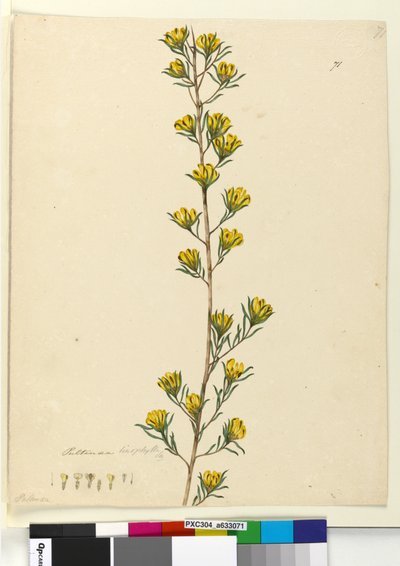 الصفحة 71. Pultenaea linophylla ، c.1803-06 (مرحاض ، قلم حبر ، قلم رصاص) بواسطة جون وليام لوين