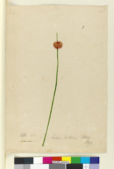 الصفحة 7. Scirpus nodosus ، c.1803-06 (مرحاض ، قلم حبر ، قلم رصاص) بواسطة جون وليام لوين