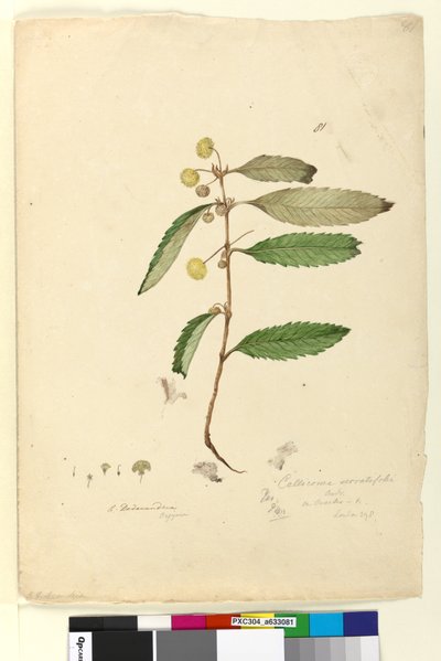 الصفحة 81. Callicoma serratifolia، c.1803-06 (مرحاض ، قلم حبر ، قلم رصاص) بواسطة جون وليام لوين
