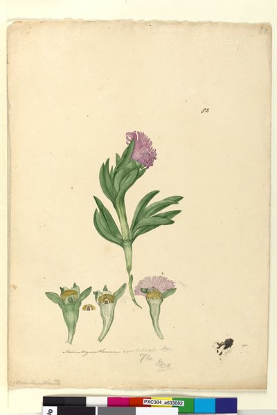 الصفحة 82. Mesembryanthemum aequilaterale، c.1803-06 (مرحاض ، قلم حبر ، قلم رصاص) بواسطة جون وليام لوين
