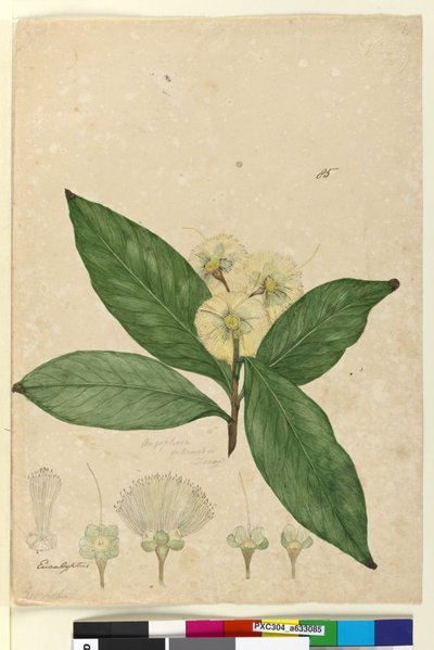 الصفحة 85. Angophora intermedia، c.1803-06 (مرحاض ، قلم حبر ، قلم رصاص) بواسطة جون وليام لوين