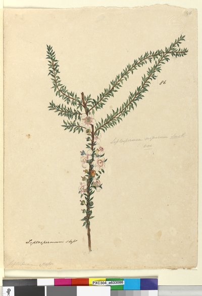 صفحة 86. Leptospermum scoparium ، c.1803-06 (مرحاض وقلم وحبر وقلم رصاص) بواسطة جون وليام لوين