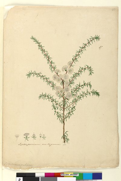 الصفحة 87. Leptospermum ambiguum ، c.1803-06 (مرحاض ، قلم حبر ، قلم رصاص) بواسطة جون وليام لوين